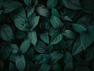 Closeup of dark green leaves natural beauty background texture