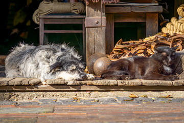 dog and cat lying together. rest for a tired dog and cat. sleeping pets on a farm on a beautiful sunny day. animal friendship. © Adam