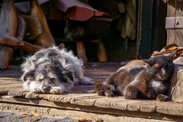 dog and cat lying together. rest for a tired dog and cat. sleeping pets on a farm on a beautiful sunny day. animal friendship. © Adam