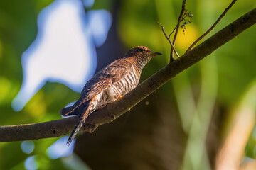 Lesser Cuckoo, Cuculus Poliocephalus, hepatic morph at Rabindra Saravar, Kolkata, West Bengal, India