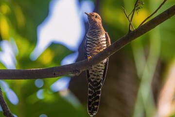 Lesser Cuckoo, Cuculus Poliocephalus, hepatic morph at Rabindra Saravar, Kolkata, West Bengal, India