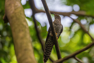 Lesser Cuckoo Cuculus poliocephalus at Rabindra Saravar, Kolkata, West Bengal, India