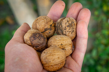 a man holding harvested nuts in autumn. autumn decoration