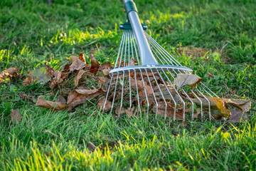 raking leaves in the garden with a leaf rake. autumn leaves falling from trees onto the garden. autumn season. garden work. © Adam