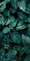 Fototapeta premium Closeup of dark green leaves nature beauty background