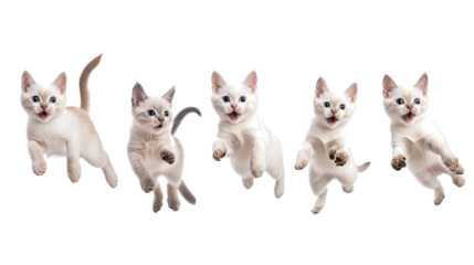 American Shorthair Cats Jumping Playfully Against a White Background Generative AI