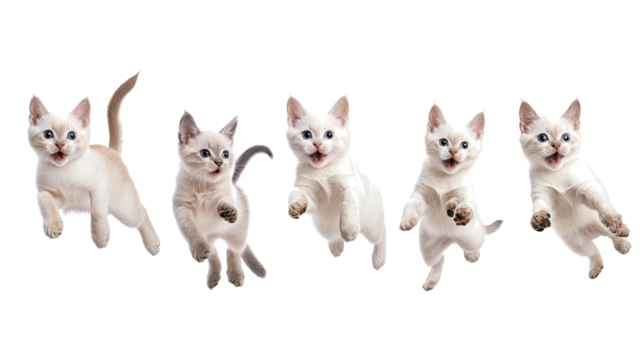 American Shorthair Cats Jumping Playfully Against a White Background Generative AI