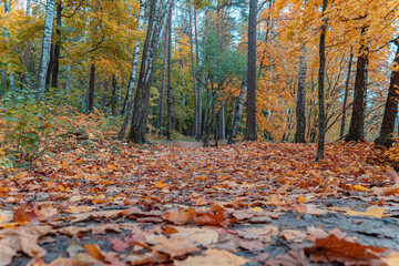 Autumn walking path covered with fallen leaves.