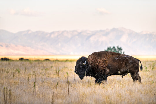 Bison wild male bull shedding fur with tail, horns on Antelope Island State Park near Great Salt Lake, Utah