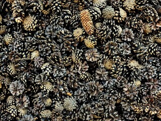 Brown spruce cones close up background or texture, cones in the garden, organic mulch, neutral nature background of grey and brown dried pine cones