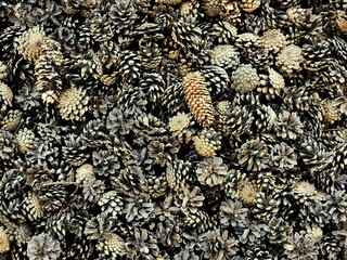 Brown spruce cones close up background or texture, cones in the garden, organic mulch, neutral nature background of grey and brown dried pine cones