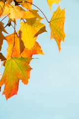 Autumn leaves as background. Selective focus. Fall concept.
