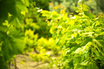 Grape vine grapevine garden on Ikaria Island, Greece local summer wine fruit macro closeup on lush green leaf leaves