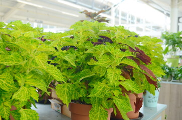 Coleus plant. A mixture of colors. Different varieties of coleus. Assortment of potted house...
