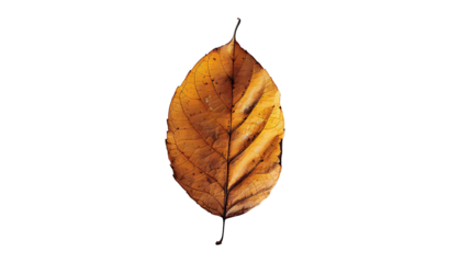 A dried autumn leaf on a clean white background, with soft shadows and large areas of negative space