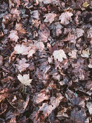 Autumn Carpet: leaves blanketing the ground