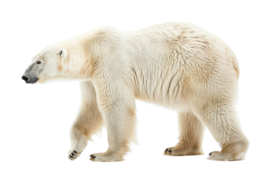 PNG Polar bear walking isolated on white background.