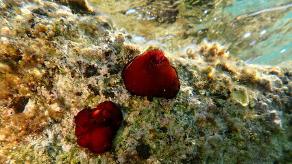 Fototapeta premium Plum anemone, beadlet anemone or red sea anemone (Actinia equina) undersea, Aegean Sea, Greece, Halkidiki, Kakoudia beach