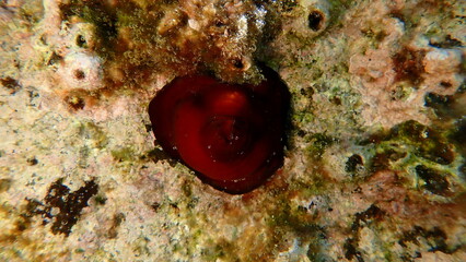 Plum anemone, beadlet anemone or red sea anemone (Actinia equina) undersea, Aegean Sea, Greece, Halkidiki, Kakoudia beach