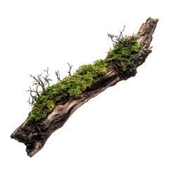 green moss on a rotten branch