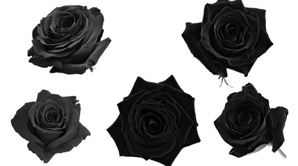 Collection of Elegant Black Roses Isolated on a White Background Generative AI
