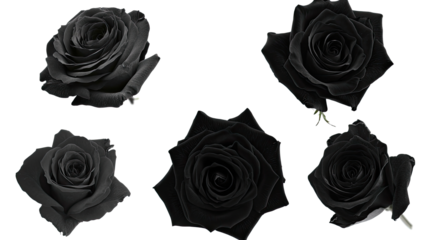 Collection of Elegant Black Roses Isolated on a White Background Generative AI