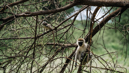Vervet monkeys resting in tree branches, African wilderness