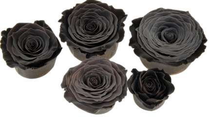 Elegant Collection of Black Roses Isolated on a White Background Generative AI