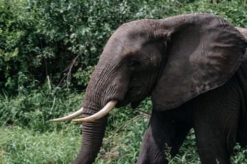 Close-up of a majestic elephant in the wild.A close-up shot of an African elephant showcasing its...