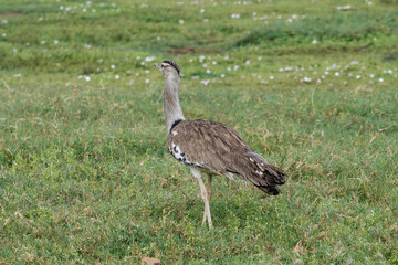 Kori bustard standing tall in the grasslands