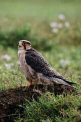 Falcon perched on the ground in African savanna