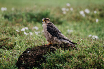 Falcon resting on a rock in the African wilderness