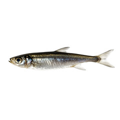 Fototapeta premium A minimalist shot of a single anchovy isolated on transparent background (4)
