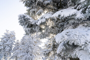 Snow covered trees. Winter forest