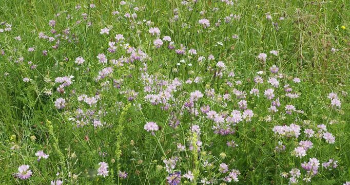  Mat of Coronilla varia (Crown vetch) in a field on vegetative stems with pink and white flowers pea-like arranged in circles or crowns, growing in straggly space