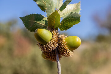 Acorn is a hard, clawed fruit of the oak tree that grows in Turkey, with a closed and oval stem and...