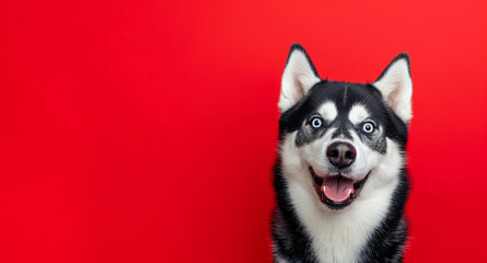 Obraz premium Close up shot of a husky dog ​​squinting with pleasure and happiness with its mouth open on a red background. Concept banner template for advertising, posters and backdrops
