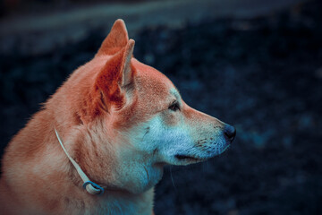 Playful photograph of the Shiba Inu, with the energy, elegance and character of this iconic Japanese breed,