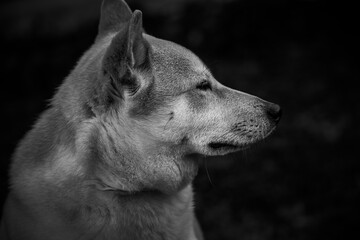 Playful photograph of the Shiba Inu, with the energy, elegance and character of this iconic Japanese breed,