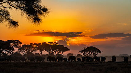 A herd of elephants in the dusty sunset 