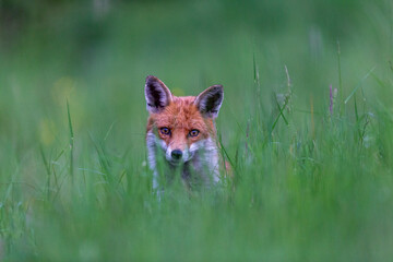 Photographs of UK Foxes