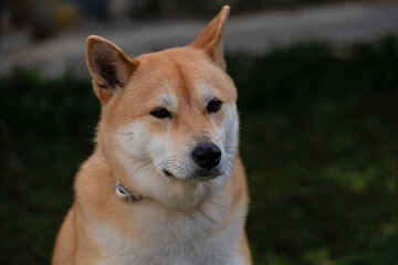 Playful photograph of the Shiba Inu, with the energy, elegance and character of this iconic Japanese breed,