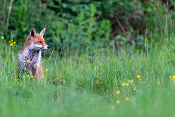 Photographs of UK Foxes