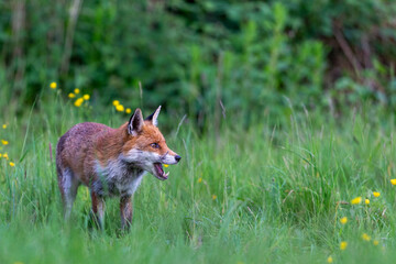Photographs of UK Foxes