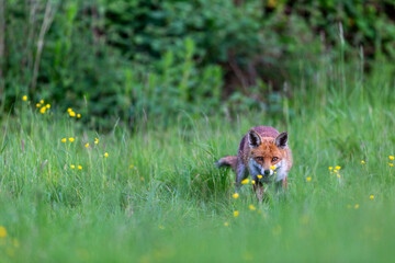 Obraz premium Photographs of UK Foxes