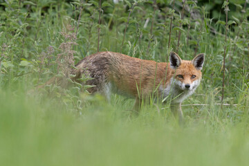Photographs of UK Foxes