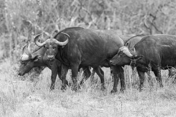 cape buffalo in the wild