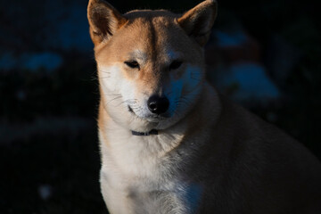 Playful photograph of the Shiba Inu, with the energy, elegance and character of this iconic Japanese breed,