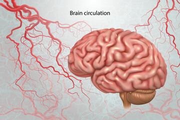 Brain arteries. Isolated vector illustrationя