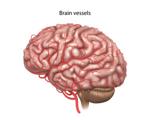 Brain vessels. Isolated vector illustrationя